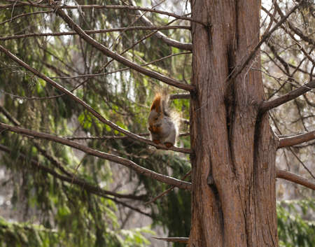 Funny squirrel on the tree eating nutsの写真素材