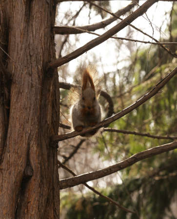 Funny squirrel on the tree eating nuts