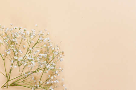 Spring flowers on a beige background, space for textの写真素材