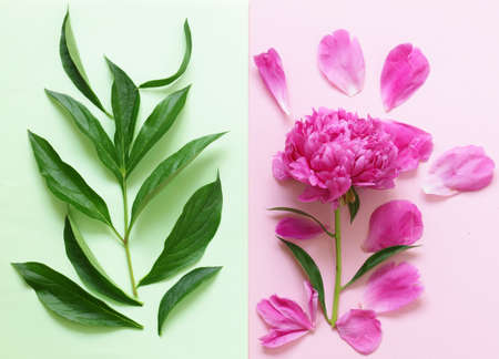 Beautiful purple peony, flower arrangement