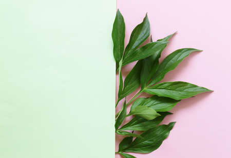Green leaves and flowers on a colored background. Nature concept, top viewの写真素材