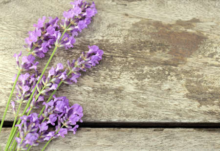 Fragrant flowers of lavender fresh purpleの写真素材