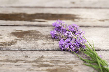 Fragrant flowers of lavender fresh purpleの写真素材