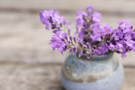 Fragrant flowers of lavender fresh purpleの写真素材