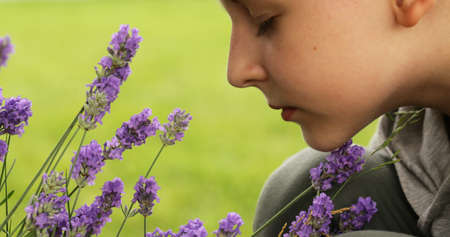 Fragrant flowers of lavender fresh purpleの写真素材