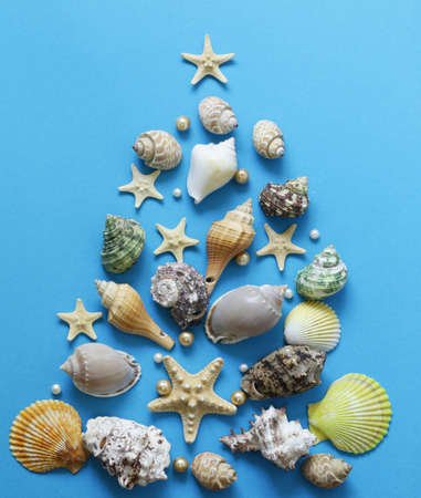 Shells and starfish on a blue backgroundの写真素材