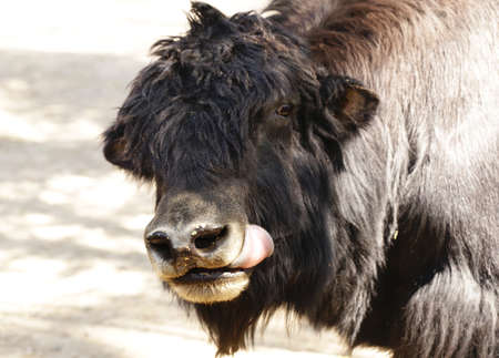 Portrait of a black wild big bull yakの写真素材