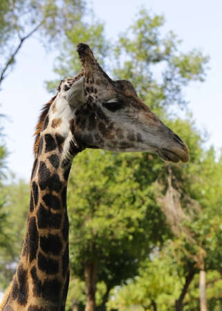 African animal - cute funny giraffe, portraitの写真素材