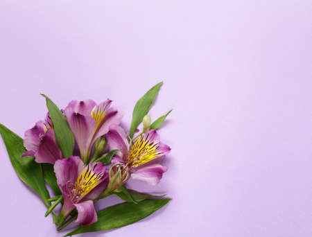 beautiful lilac wild orchids - alstroemeria flowersの写真素材