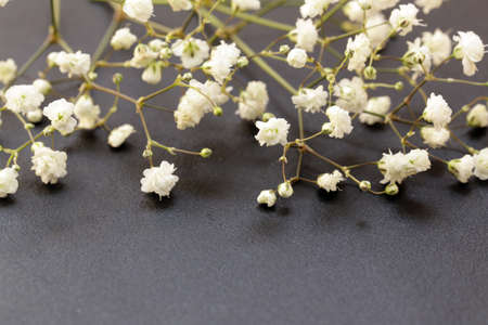 Little beautiful white flowers on a black background