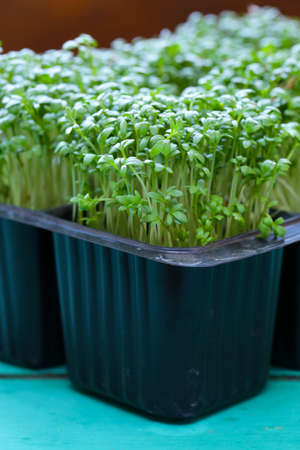 Fresh organic green cress saladの写真素材