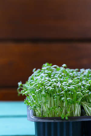 Fresh organic green cress saladの写真素材