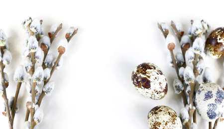 blooming spring willow on white backgroundの写真素材