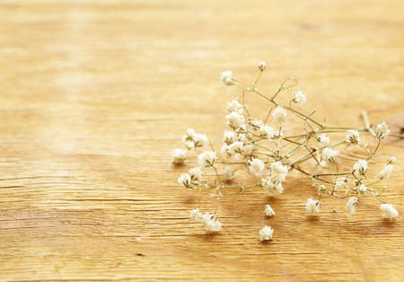 little beautiful white flowers on a backgroundの写真素材