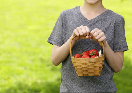 cute boy with organic strawberry in a basket on green grassの写真素材