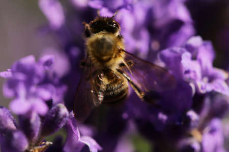flowering purple lavender with bees