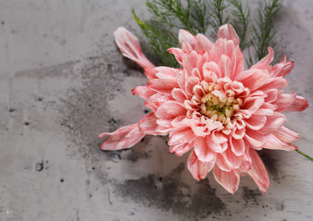 autumn flowers composition for decor backgroundの写真素材