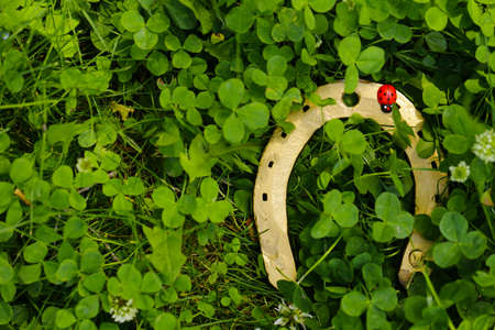 symbol of St. Patrick's Day, shamrocks, goldの写真素材