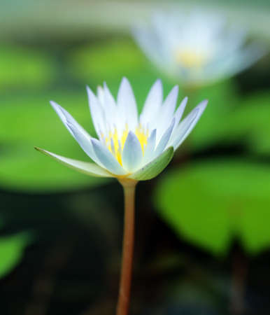 blooming lily and green water lilies in the background