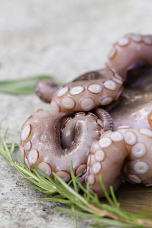 natural fresh octopus with herbs and wineの写真素材