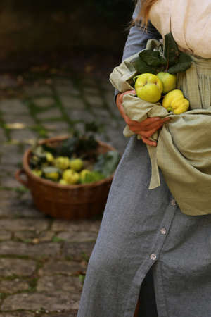natural organic quince with green leavesの写真素材