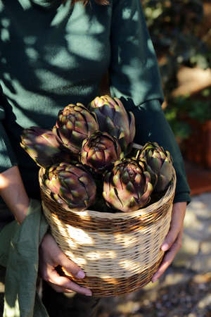 natural purple vegetables artichokes for salad and canningの写真素材