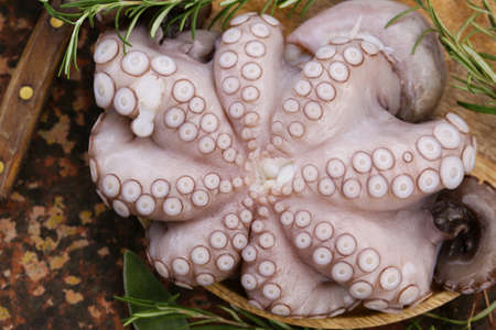 natural fresh octopus with herbs and wineの写真素材