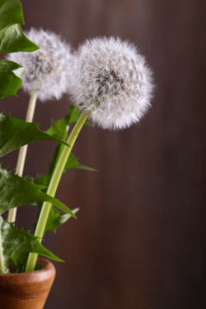 bouquet of wild dandelion flowers on a wooden tableの写真素材