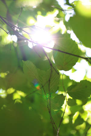 background green leaves and sunlightの写真素材