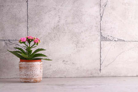 home houseplants flowers, spring timeの写真素材