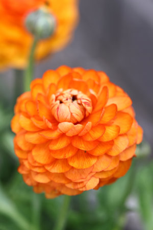 garden flowers ranunculus buttercups for decoration