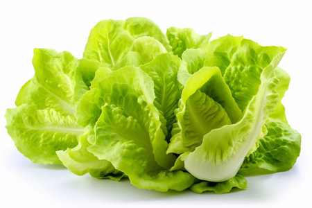 fresh green lettuce on white backgroundの素材