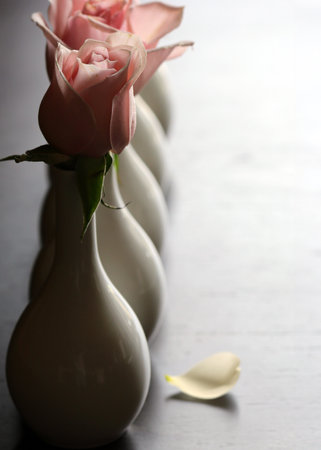rose flowers in vases for interior decorationの写真素材