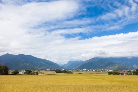 paddy field and blue skyの写真素材