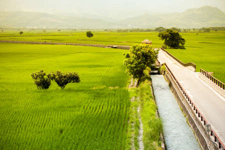 green paddy fieldの写真素材