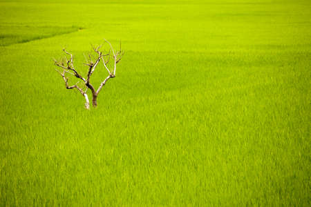 green paddy fieldの写真素材