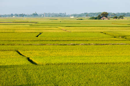 beautiful green paddy fieldの写真素材