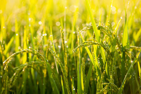 paddy close up viewの写真素材