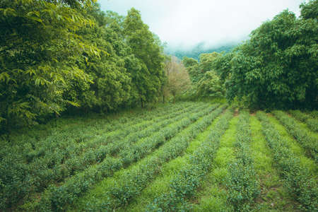 tea garden view in the morningの写真素材