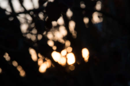 Unfocused Shot of the last rays of sunlight on a sunset through a bushの写真素材