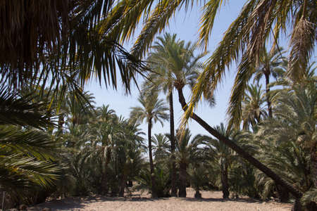 Palm Trees In the city of elche in alicante in the province elx in spain with leaves framing the...