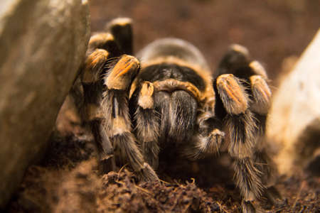 Close up of a bird spider resting on the ground with the typical orange spots