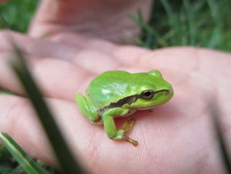 small little green tree leave garden frog in green grass in daylight in male hand