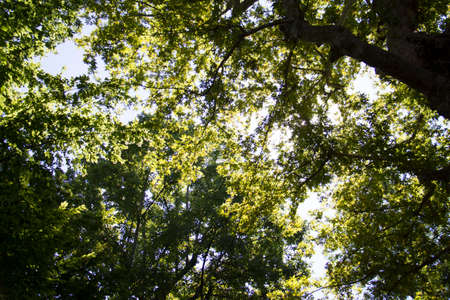 Beautiful branches with green leaves of several broadleaf trees with backlight from the sunny sky,...