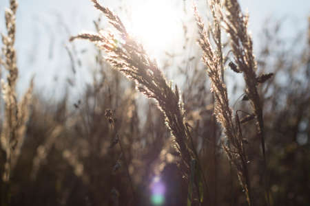 Grass assembly with different types of grasses in the foreground on a sunny day with trees in the...