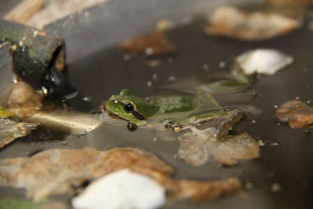 European tree frog or greenback swimming in green water in a small pondの写真素材