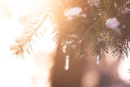 Spruce tree branches with white snow on top with the evening sun shining through in winter producing bright sunflairsの写真素材