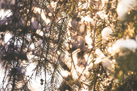 Spruce tree branches with white snow on top with the evening sun shining through in winter producing sunflairsの写真素材