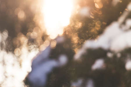 Blurry Bokeh of Spruce tree branches with white snow on top with the evening sun shining through in winter producing sunflairsの写真素材