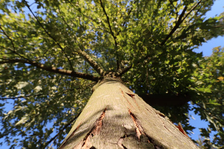 wide angle shot of broad-leafed from tree trunk to tree crown with blue sky in late summerの写真素材